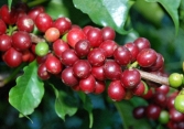 Cà phê Robusta tăng giá tốt do thiếu hụt nguồn cung 
