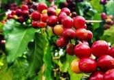 Giá cà phê biến động trái chiều, Robusta liên tục tăng