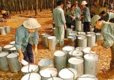 Xuất khẩu cao su tăng mạnh