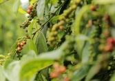 Giá tiêu bất ngờ lao dốc 500-1.500đồng/kg