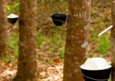 Giá cao su biến động trái chiều 