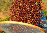Dự báo giá cà phê Robusta sẽ tăng mạnh