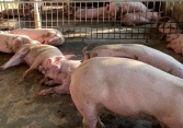 Giá heo hơi nhiều tỉnh miền Nam về sát ngưỡng 50.000 đồng/kg