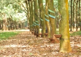 Giá cao su tăng nhẹ trên sàn châu Á