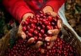 Giá cà phê Arabica tiếp tục tăng