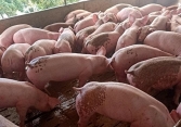 Tái diễn tình trạng cùng một khu vực nhiều mức giá heo hơi