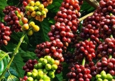 Giá cà phê cuối tuần đồng loạt tăng