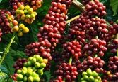 Giá cà phê robusta lên cao nhất 3,5 năm qua