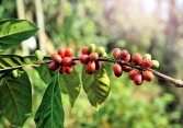 Giá cà phê đồng loạt giảm
