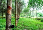 Giá cao su đạt đỉnh 3 tuần