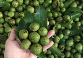 Lần đầu xuất 22 tấn trái sâu sang Australia, giá hơn 300.000 đồng/kg