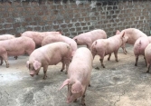 Giá heo hơi xuống 50.000 đồng/kg,, người nuôi bắt đầu lỗ