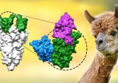 Phát hiện kháng thể chặn được biến chủng Delta trên lạc đà Alpaca