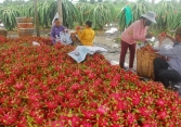 Hàng triệu tấn nông sản đang tồn đọng tại các tỉnh phía Nam