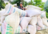 Các ngân hàng 'giải cứu' lúa gạo ĐBSCL