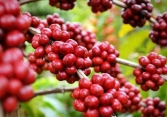 Giá cà phê Arabica tiếp tục tăng
