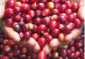 Nguồn cung cà phê thế giới được dự báo giảm, nhu cầu tăng