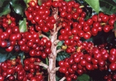 Giá cà phê tuần qua tăng gần 1.000 đồng/kg