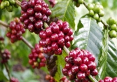 Giá cà phê đảo chiều, tăng 300 đồng/kg