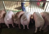 Giá heo hơi đi ngang khắp cả nước