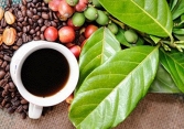 Giá cà phê đảo chiều đi xuống