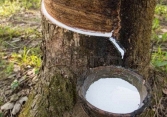 Thị trường cao su châu Á vẫn chưa có dấu hiệu khởi sắc