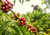 Giá cà phê trong nước sắp chạm mốc 40.000 đồng/kg