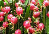 COVID-19 khiến xuất khẩu rau quả giảm 3 tháng liên tiếp