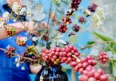 Giá cà phê thế giới tăng mạnh, giá robusta vượt mốc 2.000 USD/tấn