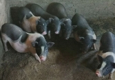 Giá heo hơi những ngày tới về sát mốc 50.000 đồng/kg