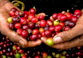 Giá cà phê trong nước đi ngang