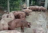 Người nuôi lo giá heo hơi xuống dưới 50.000 đồng/kg