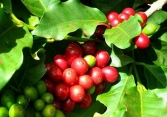 Giá cà phê trong nước tăng thêm 100 đồng/kg 