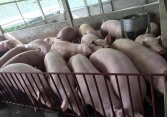Giá heo hơi tại nhiều đại phương xuống dưới 50.000 đồng/kg