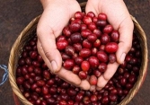 Tuần qua, giá cà phê trong nước tăng trung bình 100 đồng/kg