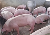 Giá heo hơi những ngày tới tiếp tục giảm, sẽ xuống dưới 45.000 đồng/kg?