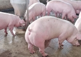 Giá heo hơi chững lại sau khi một số địa phương nới lỏng giãn cách xã hội