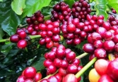 Thị trường cà phê khởi sắc do nguồn cung hạn chế