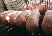 Đà giảm giá heo hơi miền Bắc chưa có dấu hiệu dừng lại, người nuôi lỗ nặng