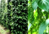 Giá tiêu tăng chạm ngưỡng 80.000 đồng/kg