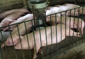 Giá heo hơi đồng loạt 'đi ngang'
