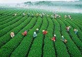Lâm Đồng dừng giãn cách xã hội, Hà Nội, Long An cùng nhiều tỉnh thành thực hiện  Chỉ thị 15