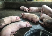 Lo giá heo hơi giảm thêm, người nuôi nhiều địa phương vội bán tháo