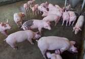 Giá heo hơi miền Bắc xuống dưới 40.000 đồng/kg