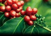 Giá cà phê trong nước tăng 500 - 700 đồng/kg 