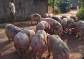 Giá heo hơi tại miền Bắc tiếp tục đà giảm trong những ngày tới