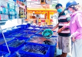 Giá giảm 50%, cá mú vẫn không có đầu ra