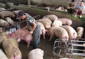 Khoảng cách giá heo hơi các địa phương ngày càng nới rộng
