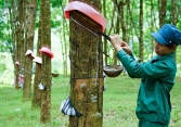 Làm thế nào để 'làm sạch' chuỗi cung ứng cao su của Việt Nam? 