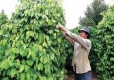 Doanh nghiệp đầy mạnh thu mua hồ tiêu, dự báo giá tiêu có thể vượt 90.000 đồng/kg